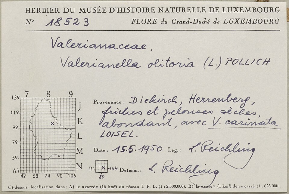 Herbarium specimen label